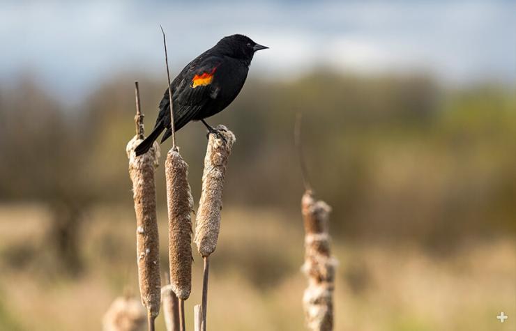 Red-winged blackbird sitting on cattails