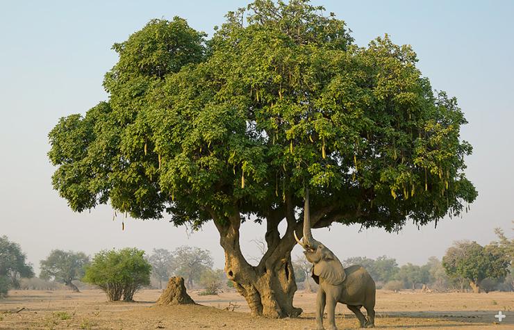 African elephant reaching for sausage tree fruit