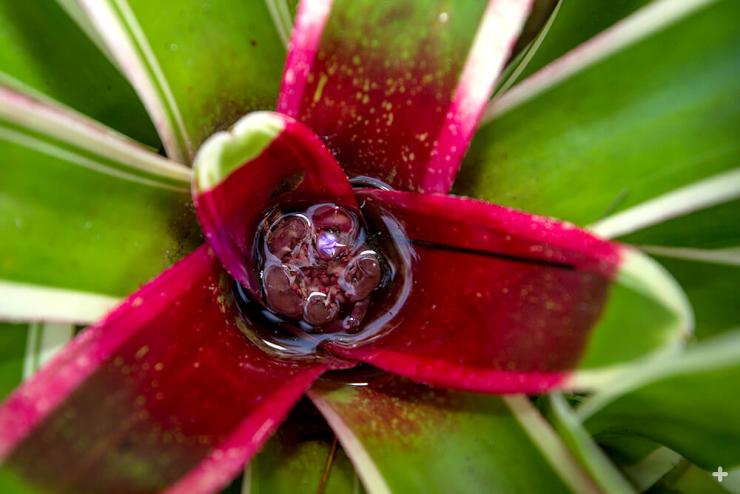Many bromeliads have rosette-shaped clusters of leaves that form a water-gathering cup, and the leaves continually funnel moisture into this tiny reservoir. Insects are attracted to this water source, and they pollinate the plant when they drop in for a dip.