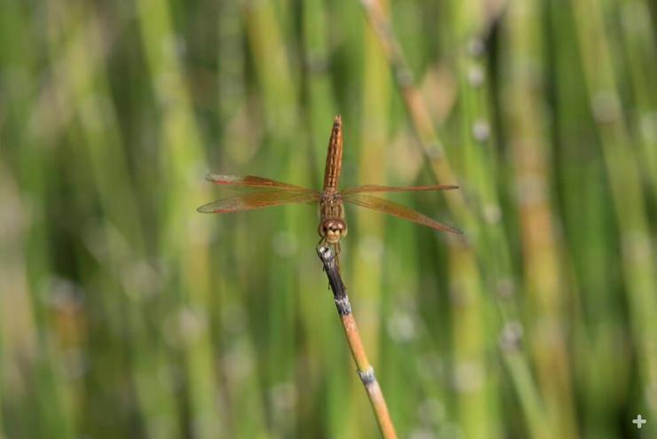 Dragonfly resting on a horsetail reed