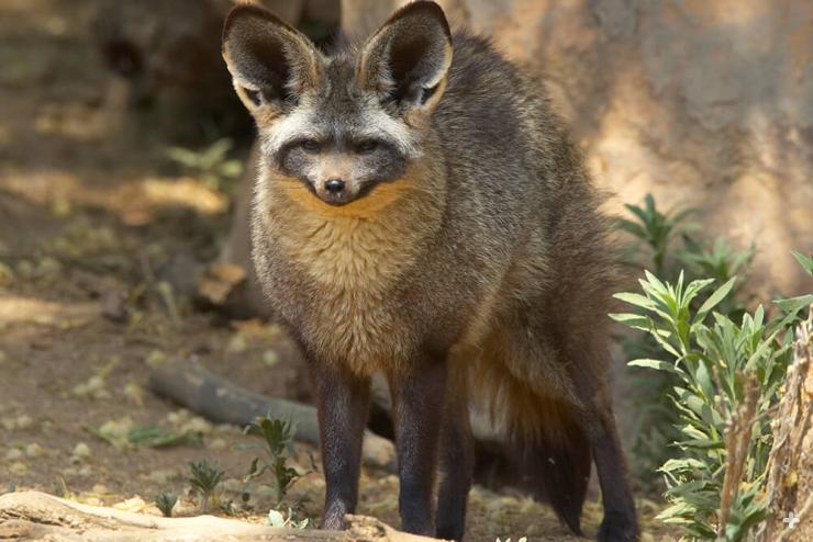Adult bat-eared fox