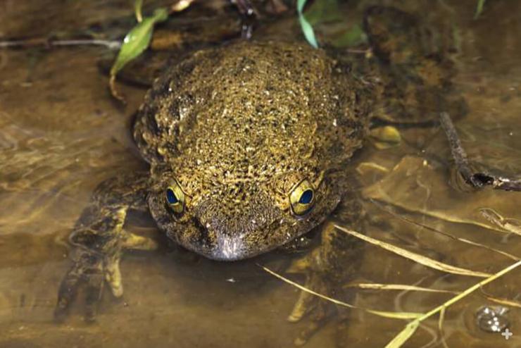 Goliath frogs can grow up to 12.5 inches in length and can weigh up to 7.2 pounds.