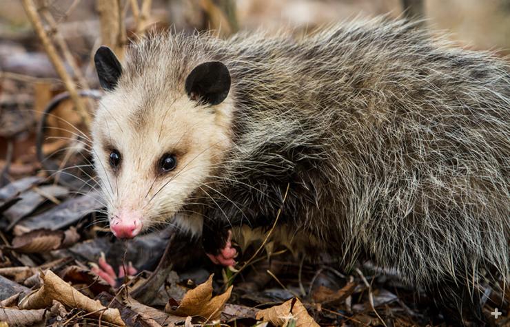 Opossums eat just about anything, and do much to keep their environment tidy.