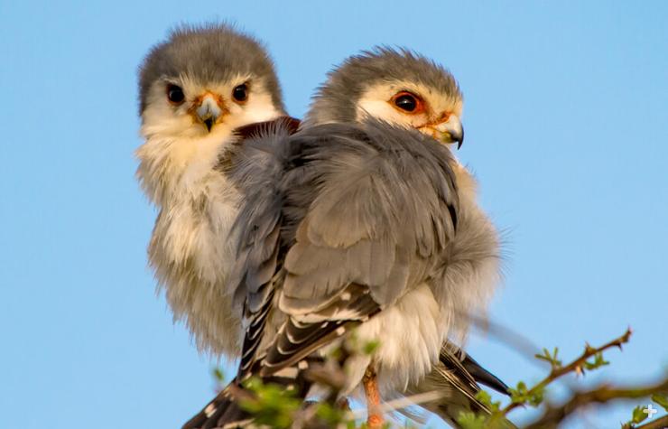 A pair of young pygmy falcons sit on a thorny tree. These birds are highly social. 