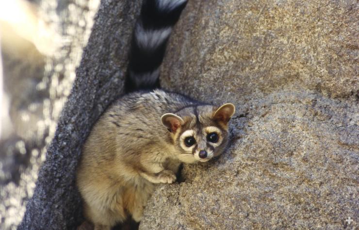Ringtails are largely nocturnal. They take refuge in boulders and rock crevices. 