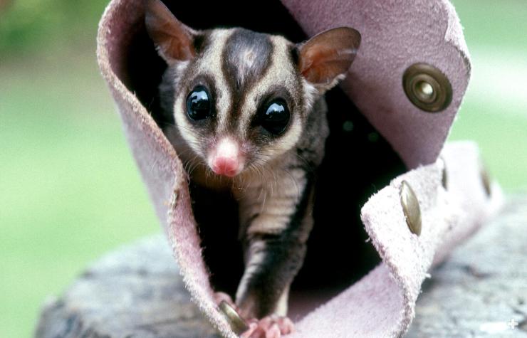 Sugar glider emerging from a pouch. These animals "tuck in" cozy spots to sleep. 