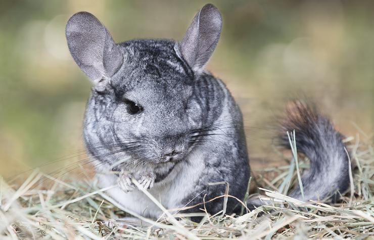 The gray long-tailed chinchilla is found only in the Andes Mountains of northern Chile at 9,800 to 16,400 feet in elevation. 