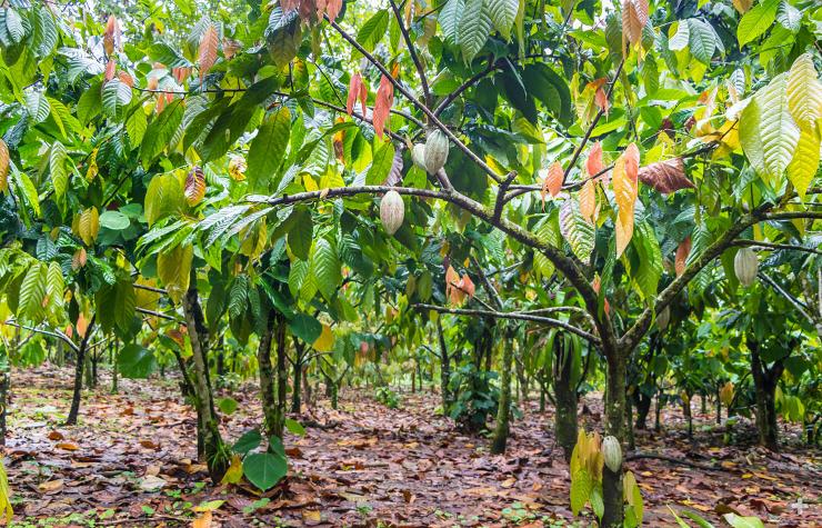 Cacao trees growing on a farm.