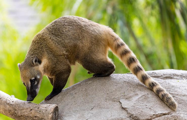 Coati with long striped tail.