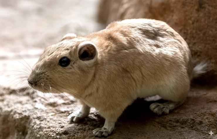 There are five gundi species. 