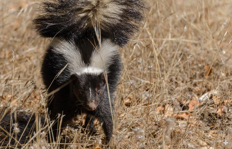 When you see a striped skunk with its tail raised, it's a good time to move away.