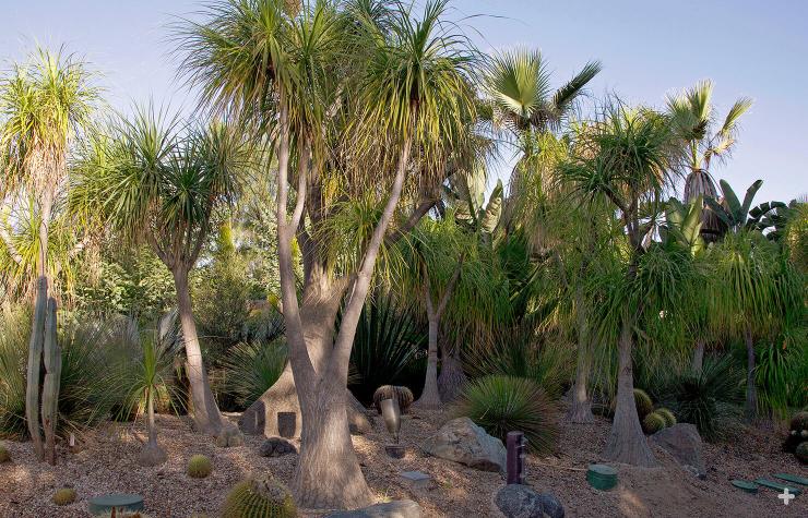 Ponytail palms are not actually palm trees. They are members of the Family Asperagacae, a group that includes asparagus and agave.