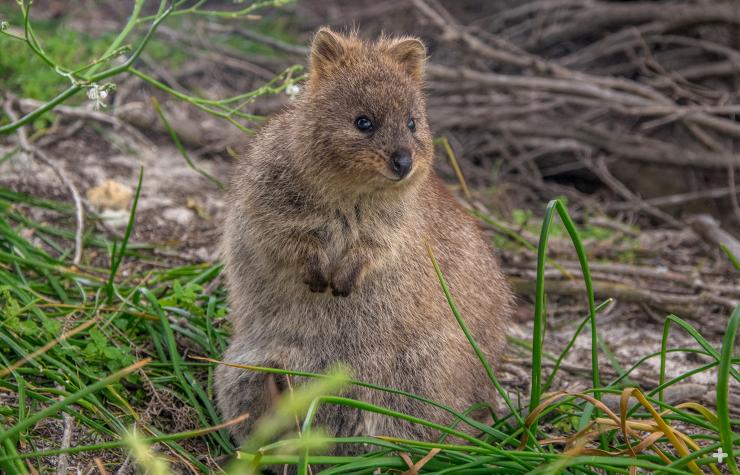 Quokka are at home scurrying through tunnels formed in native grasses. 