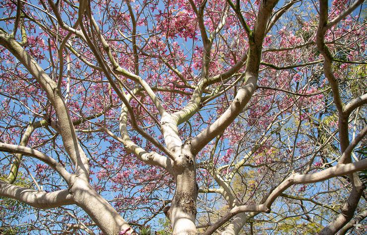 The pink trumpet tree bursts into bloom in early spring, before producing leaves.