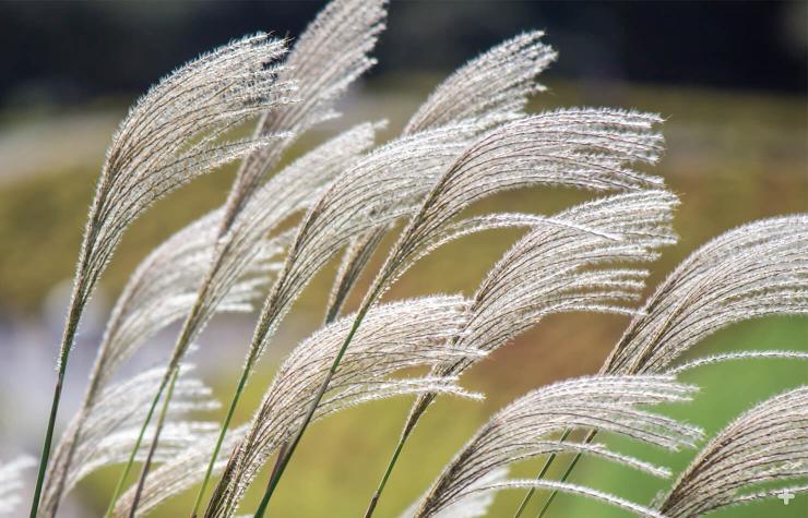 Silver grass has feathery purplish or coppery blooms, which grow on a long spike and look somewhat like corn tassels, fade to silver late in the season.