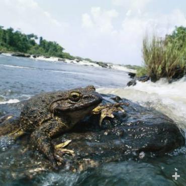 The goliath frog is normally found in and near fast-flowing rivers with sandy bottoms in the African countries of Cameroon and Equatorial Guinea.