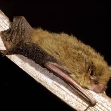 The pygmy long-eared bat is a type of vesper or evening bat. It is found only in Australia. 