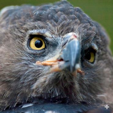 The crowned eagle is the most powerful bird in Africa.