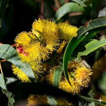 Flowers of the illyarrie <em>Eucalyptus erthrocorys</em>