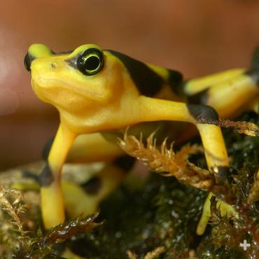 The Panamanian golden frog is brightly colored to warn potential predators that it is very toxic and would be dangerous to eat.