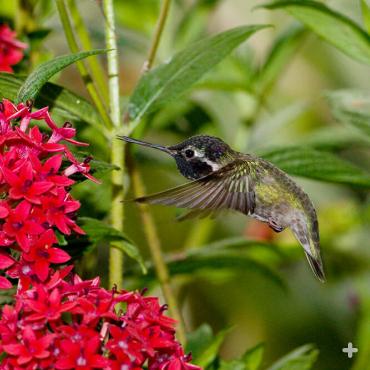 Hummingbirds are not attracted by fragrance, but it’s easy for them to see red, so they’re often drawn to red flowers, like these. 