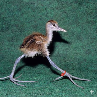 An African jacana chick struts its stuff on those long toes.