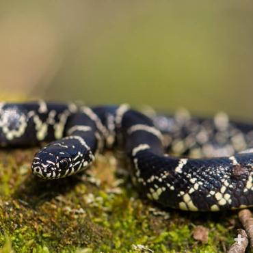 Eastern kingsnakes are sometimes called "chain snakes" because of their unique markings.