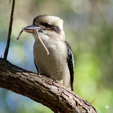 Even though they are kingfishers, laughing kookaburras eat more insects, reptiles, frogs, and rodents than fish. 