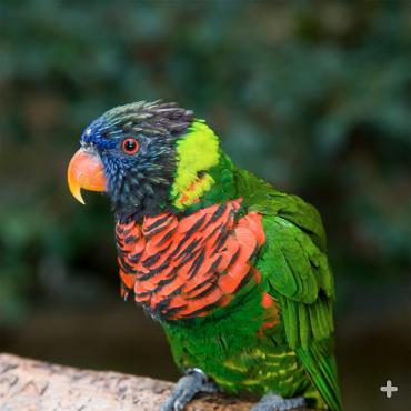 Guests can feed nectar to green-nape lorikeets, like this one, in the Safari Park's Lorikeet Landing aviary.