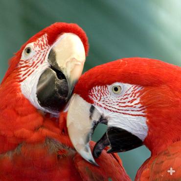Macaws usually live in pairs, and after the nesting season, in family groups. When adult macaws choose mates, they usually stay together until one of them dies.