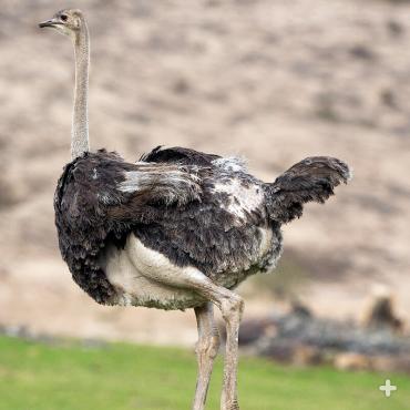The heavy ostrich cannot fly; instead, it’s built to run. Its long, thick, and powerful legs can cover great distances without much effort, and its feet have only two toes for greater speed. 