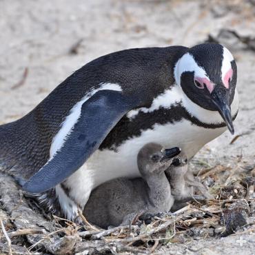 When African penguin chicks hatch, the parents share the responsibility of keeping them warm and fed constantly for the first 30 days.