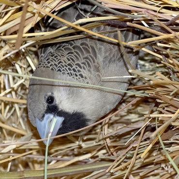 Never judge a beak: These hardy little hard workers are master nest builders.