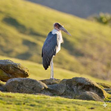 The maribou stork stands nearly 5 feet (1.5 meters) in height.