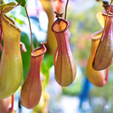 Close-up of tropical pitcher plant "traps"