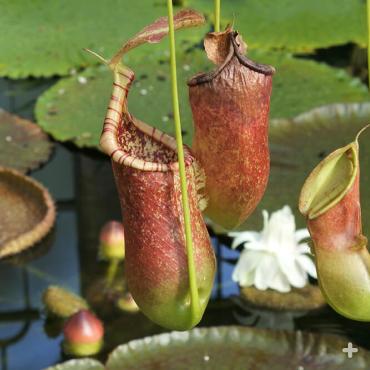 Tropical pitcher plant <em>Nepenthes alata</em>
