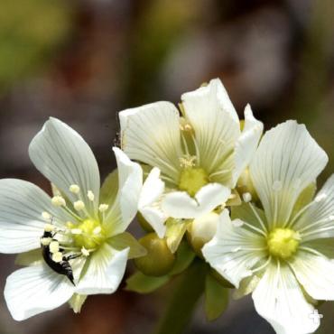 Venus flytrap flowers grow on tall stalks, keeping pollinators above the "jaws of death."