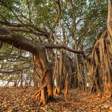 Banyan tree with aerial prop roots.
