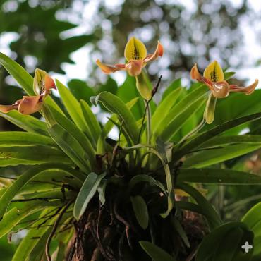 Lady-slipper orchids growing in the jungle.