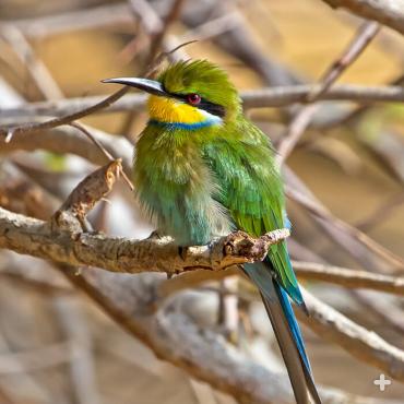 Swallow-tailed bee-eaters make short order of flying insects like honeybees, flies, beetles, butterflies, and grasshoppers. 