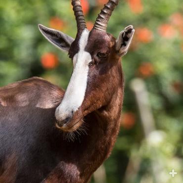 This elegant antelope has a dramatic blaze of white down its face. Both males and females have horns.