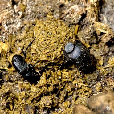 Male and female dung beetles establish pair bonds while rolling dung.