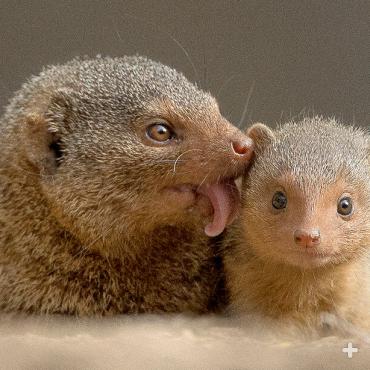 Mother mongoose grooms her small baby.