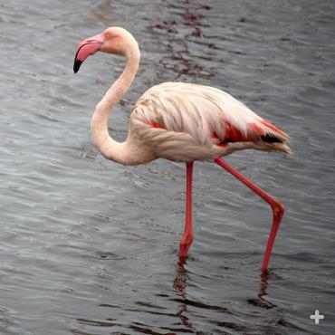 Lesser flamingo in Namibia
