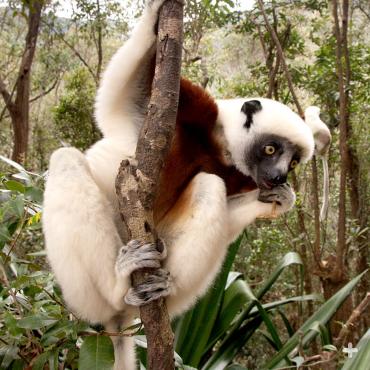 Coquerel's sifaka climbing a tree in Madagascar