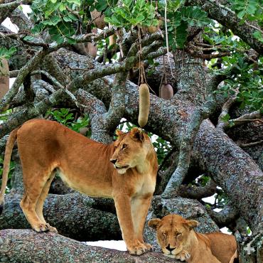 Lions resting in sausage tree