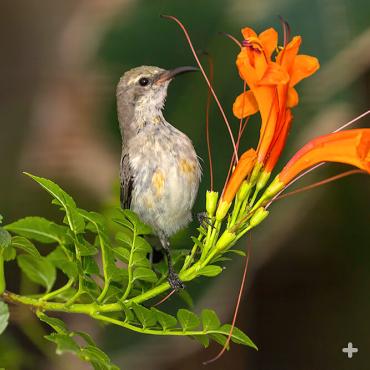 Female beautiful sunbird