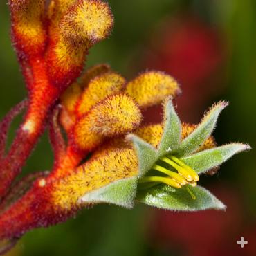 Close-up of a kangaroo paw flower