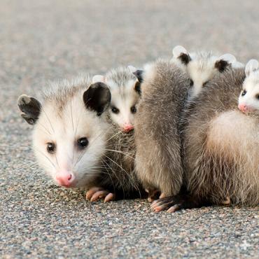 Opossums are marsupials (females have pouches for their young), but as babies get bigger, they hitch a ride on her back.