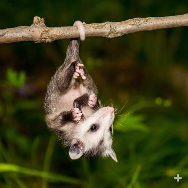 Young opossums can use their prehensile tail to hang upside down. They tend to outgrow this behavior as (heavier) adults.